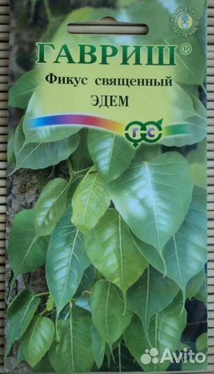 Каллистемон, Перец острый, Фикусы и финики