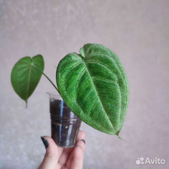 Сингониум Холодное сердце