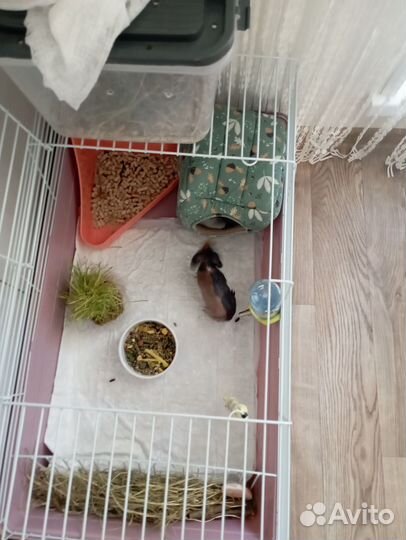 Клетка для кролика или морской свинки