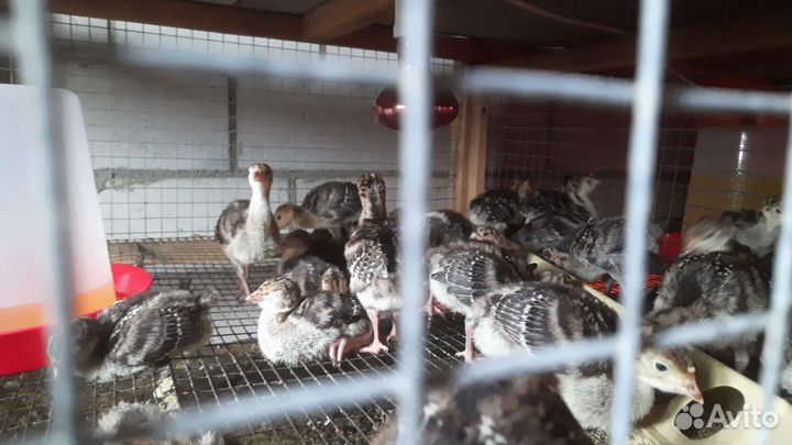 Индюки подрощенные