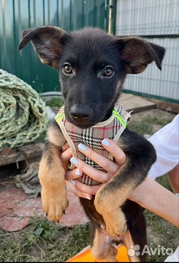 Щенок в добрые руки