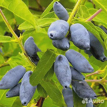 Жимолость Сластена (саженцы)