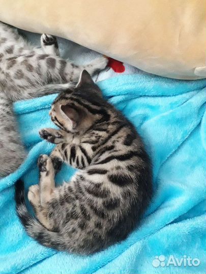 Бенгальский котенок