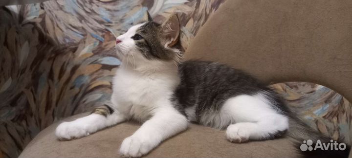 Кошечка в добрые руки