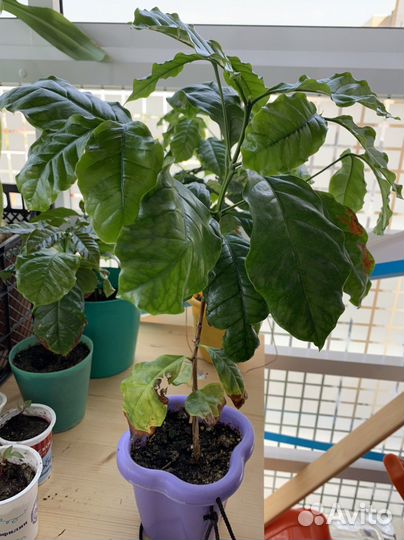 Кофе арабика растение