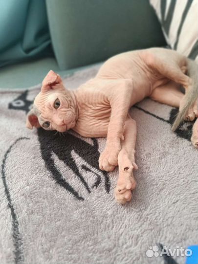 Сфинкс котенок, Левкой