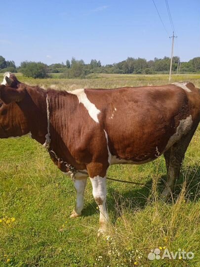 Тёлка 15месяцев