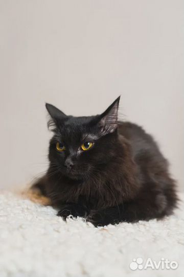Кошечка в добрые руки
