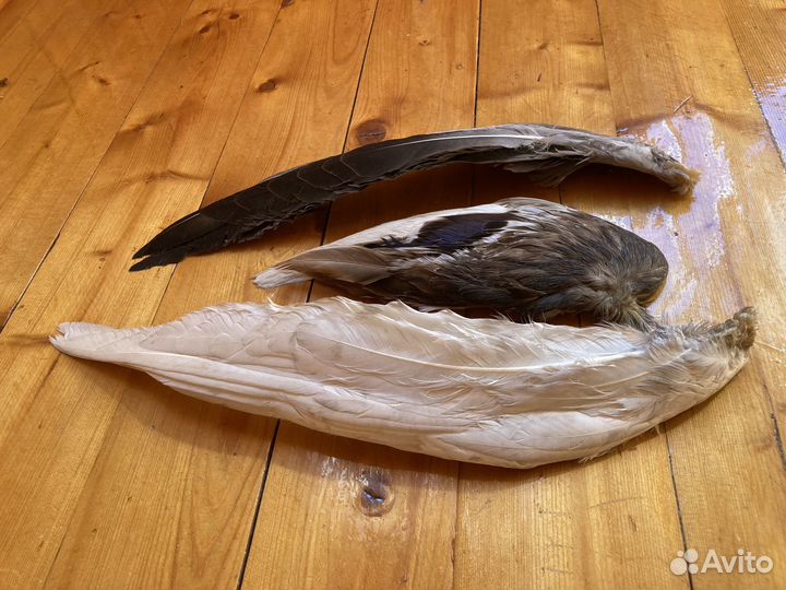 Крыло гуся утки