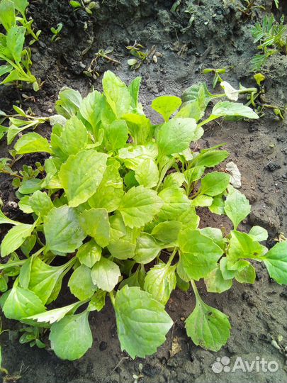 Однолетние цветы, астра. Бархатцы