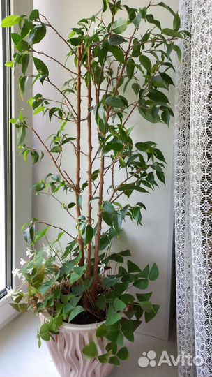 Фикус+кислица