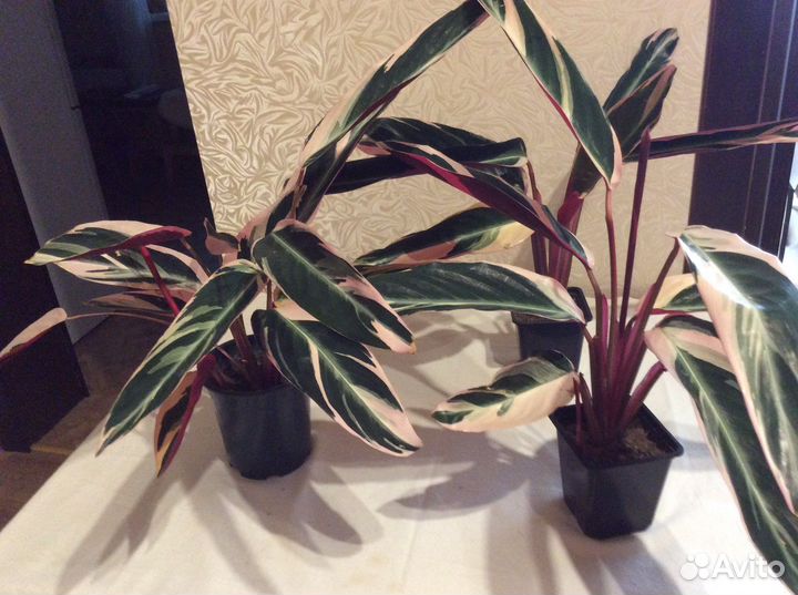 Строманта триколор