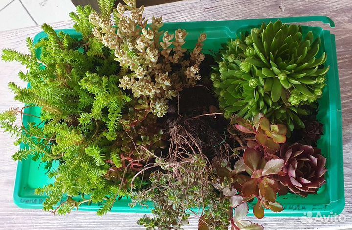 Суккуленты, очитки, седумы