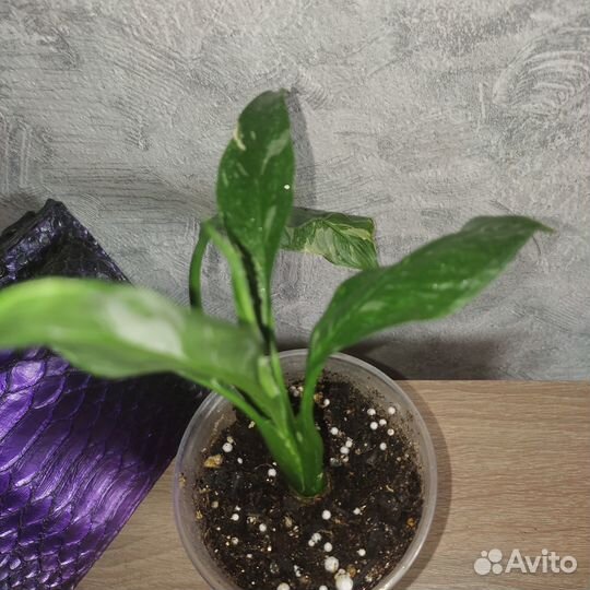 Спатифиллум Домино и Джемини-женское счастье