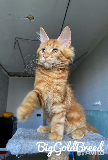 Котята Мейн-Куны