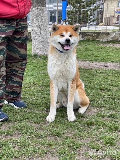 Кобель Акита ину (вязка)