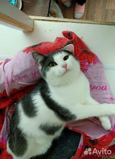 Котик дениска