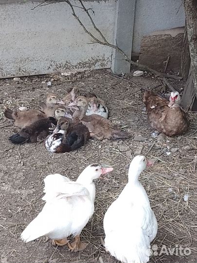 Продам индоуток, петушков