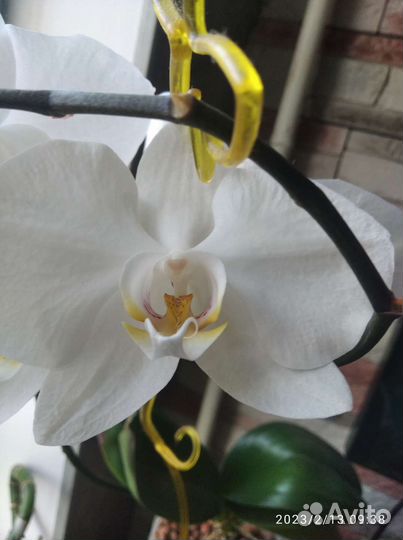 Орхидея фаленопсис