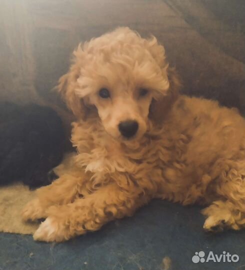 Собаки щенки той-пудель