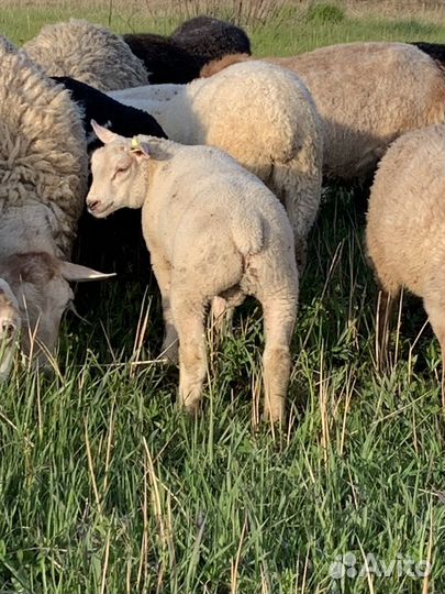 Ярочки, бараны, тексель голландский