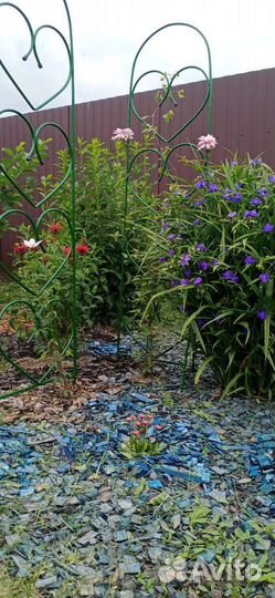 Традесканция