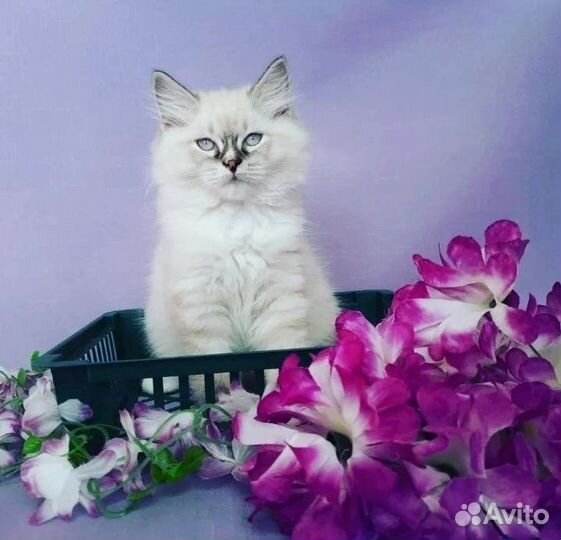 Невский маскарадный котенок