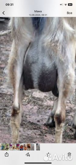 Коза дойная молочная