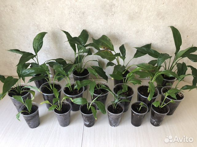 Спатифиллум. Женское счатье. Комнатные цветы