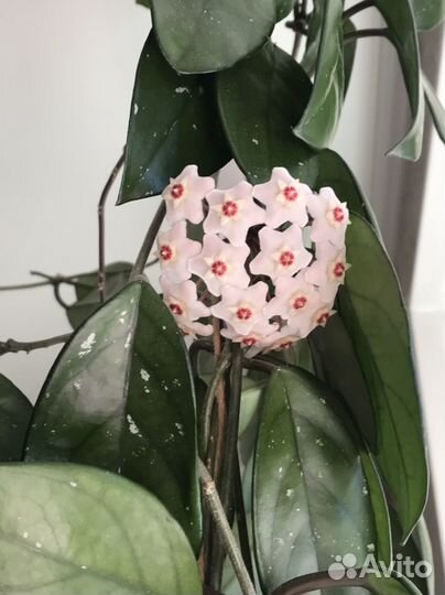 Хойя Карноза