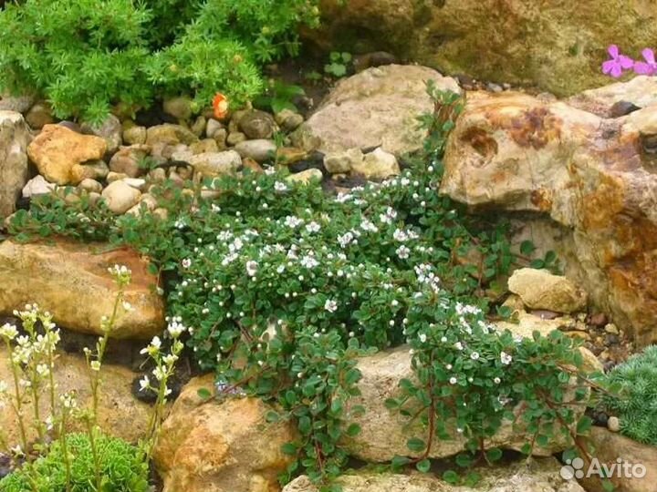 Цветы и кустарники