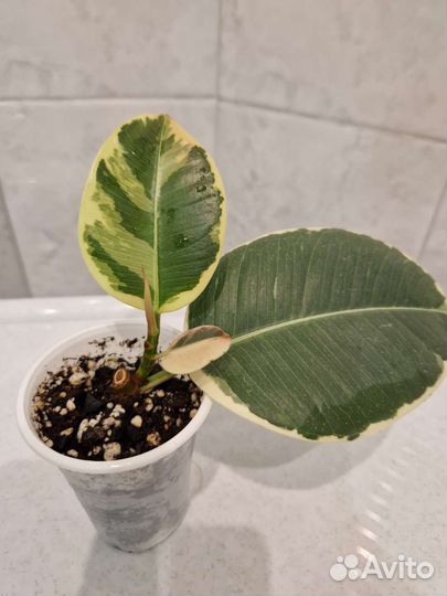 Фикус эластика Тинеке