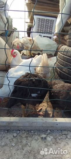 Молодые петухи из голубого яйца