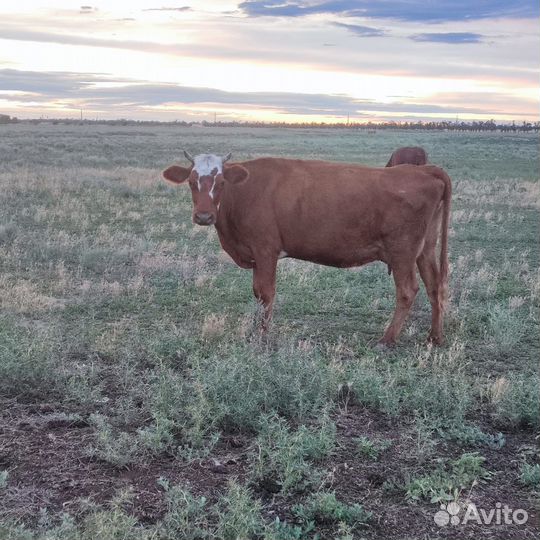 Корова дойная