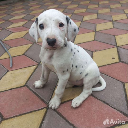 Щенки далматина