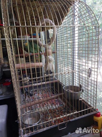 Попугай Амазон