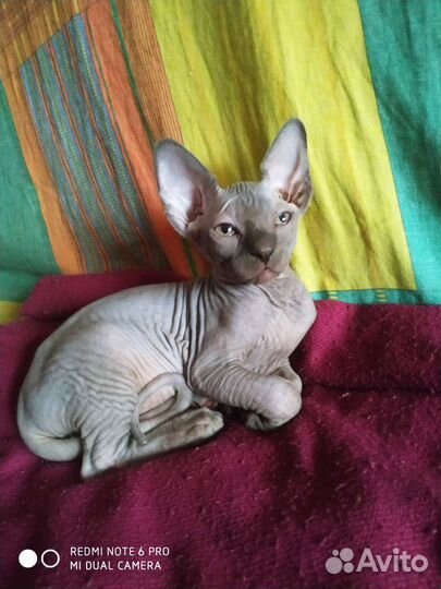 Канадский сфинкс