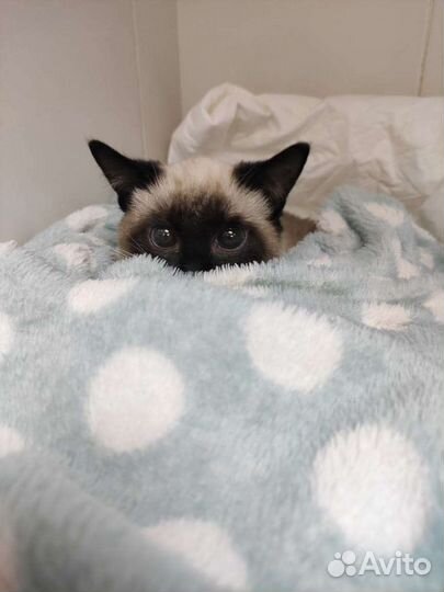 Кастрация, стерилизация, вакцинация и др. услуги