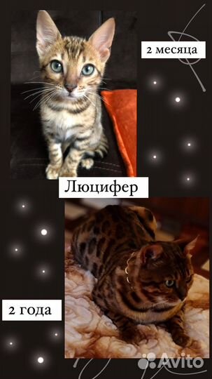 Бенгальские котята