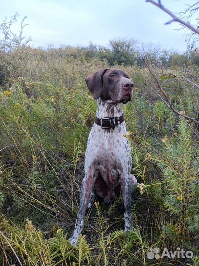 Курцхаар вязка