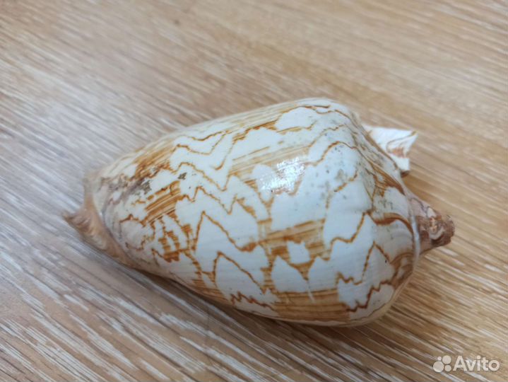 Морская раковина