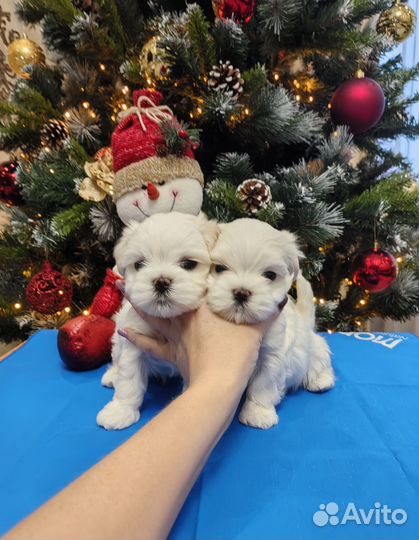 Мальчики мальтезе