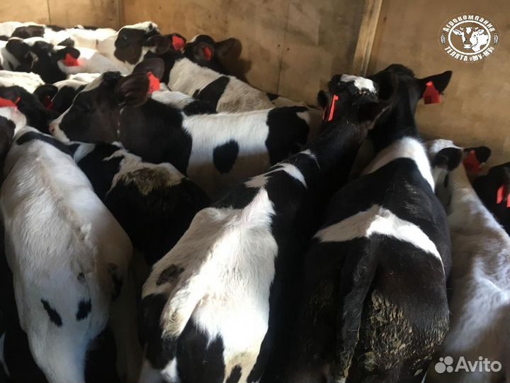 Телята бычки