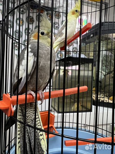 Попугай корелла