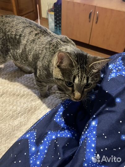 Отдадим кота в добрые руки