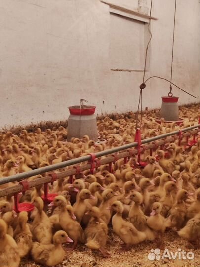 Утята стар 53