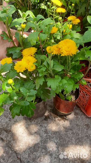 Хризантемы