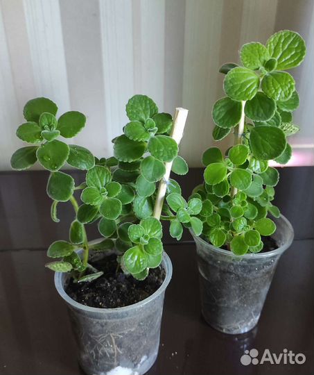 Плектрантус, комнатная мята