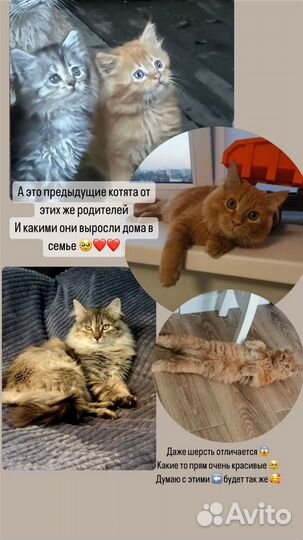 Отдам котят в добрые руки