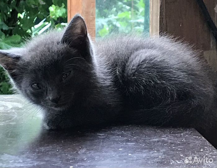 Вислоухие котята в добрые руки